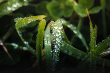 Naklejka premium fresh morning dew drops on green grass, spring macro nature background, close up of water droplets on grass