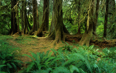 Nurse log in Hoh River Valley of Olympic National Park. After a tree falls, tree seeds sprout on the surface. The log continues to rot, providing nutrients and water. 