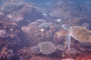 Portrait of a green sea turtle swimming with divers on East Coast of Australia