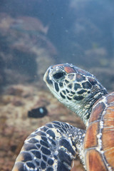 Portrait of a green sea turtle swimming with divers on East Coast of Australia