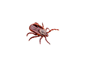 Encephalitis Insect Tick Isolated on White. Encephalitis Virus or Lyme Borreliosis Disease Infectious Dermacentor Tick Arachnid Parasite Macro.