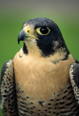 Peregrine falcon (Falco peregrinus); captive