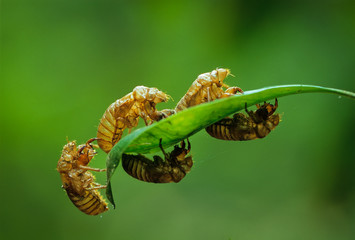 Nymphal exoskeletons after massive emergence of a brood of periodic cicadas (Magicicada sp.) in...
