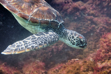Portrait of a green sea turtle swimming with divers on East Coast of Australia