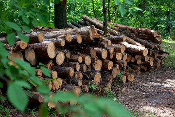 illegal logging and removal of forests, the concept of saving the ecology of nature