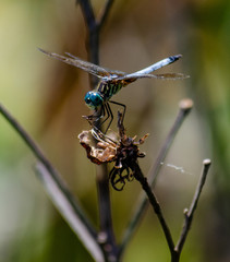 Dragonfly on stalk