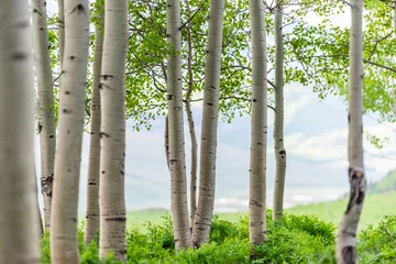 Fotobehang Snodgrass trail bosrand in Mount Crested Butte, Colorado in National Forest park bergen met close-up groene esp bomen in de zomer © Kristina Blokhin
