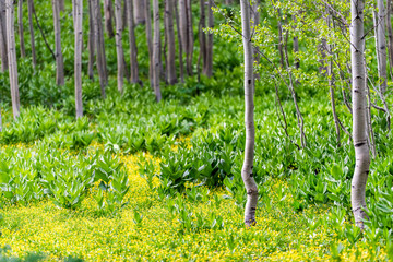 Snodgrass trail aspen forest meadow in Mount Crested Butte, Colorado in National Forest park...