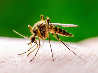 Dangerous Malaria Infected Mosquito Bite on Green Background. Leishmaniasis, Encephalitis, Yellow Fever, Dengue, Malaria Disease, Mayaro or Zika Virus Infectious Culex Mosquito Parasite Insect Macro.