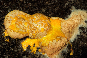 Scrambled-egg slime mold (Fuligo septica) growing on leaf mulch. Will become black with age and...