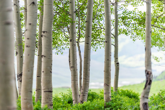 Snodgrass trail forest edge in Mount Crested Butte, Colorado in National Forest park mountains with closeup green aspen trees in summer - Powered by Adobe
