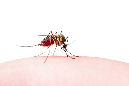 Dangerous Zika Infected Mosquito Bite Isolated on White. Leishmaniasis, Encephalitis, Yellow Fever, Dengue, Malaria Disease, Mayaro or Zika Virus Infectious Culex Mosquito Parasite Insect Macro.