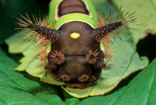 The saddleback caterpillar (Acharia stimulea) is the larva of a Limacodid moth. The venomous spines deliver a potent sting. Named for the prominent "saddle" across its back. inst predators.