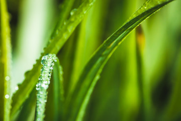 Fototapeta na wymiar fresh morning dew drops on green grass, spring macro nature background, close up of water droplets on grass
