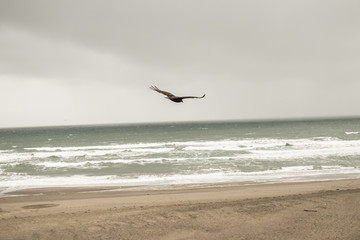Fototapeta na wymiar bird flying on the beach