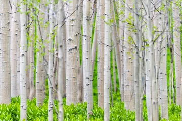 Tuinposter Aspen forest bomen patroon in de zomer in Snodgrass trail in Mount Crested Butte, Colorado in National Forest park bergen met groene kleur © Kristina Blokhin