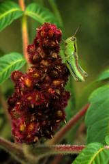 Short-horned grasshopper (species undetermined) on staghorn sumac flower (Rhus typhina). Photo taken in Ontario, Canada.  Undeveloped wings indicate that it is a nymph and not an adult.