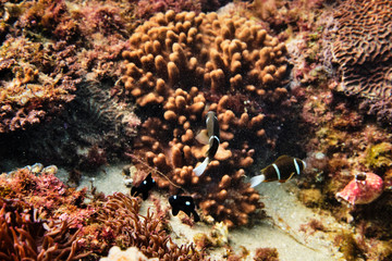 Clownfish in a coral reef