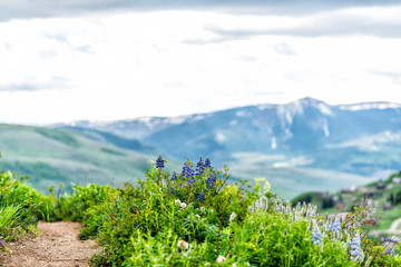 Many purple blue lupine and Delphinium flowers along road on Crested Butte, Colorado Snodgrass hiking trail in summer with mountain in background