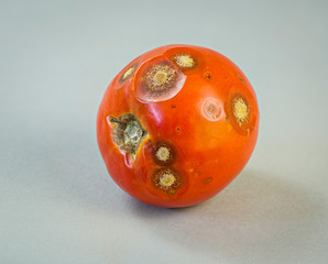 Tomato with anthracnose fungal infection