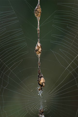 A "trashline" orb weaver spider (Cyclosa sp.) in its web. 