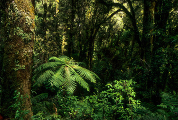 Fototapeta premium Tree fern in temperate rainforest of New Zealand; South Island along road to Milford Sound. High rainfall encourages growth of mosses, lichens, and ferns on almost all solid surfaces.