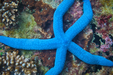 Blue starfish on some coral under the ocean