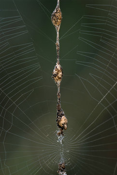 A "trashline" orb weaver spider (Cyclosa sp.) in its web. 
