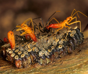 Nymphs of wheel bug (Arilus christantus) hatching from eggs on branch. Each nymph is about 5 mm...