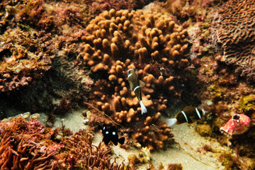 Clownfish on a coral reef