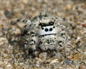 Tiny white and black jumping spider (family Salticidae) on substrate of sand.