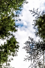 Low angle looking up view of tall pine trees perspective with sky in Crested Butte, Colorado on Washington Gulch and Snodgrass hiking trail in summer canopy