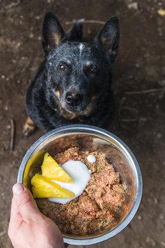 Australian shepherd dog waiting for her natural raw barf diet food