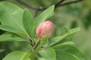 Magnolia Bud 2019 