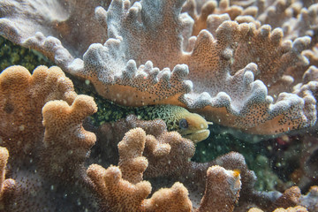 Moray eel hiding in coral reef looking for food
