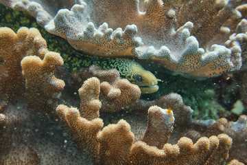 Moray eel hiding in coral reef looking for food