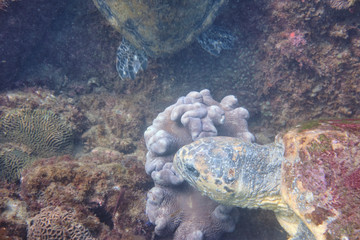 Close up of wild loggerhead turtle swimming