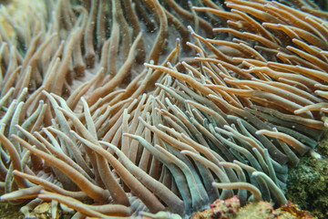 Fototapeta na wymiar Underwater noodles on a coral reef