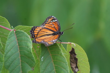 Fototapeta na wymiar Monarch Butterfly Wings 2019