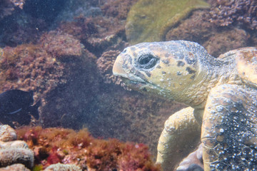 Close up of wild loggerhead turtle swimming