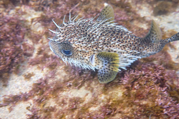 Porcupine puffer fish swimming in blue water and coral reef