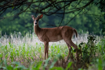 Button Buck