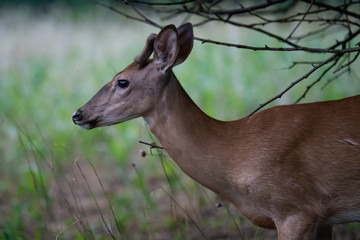 Button Buck Closeup