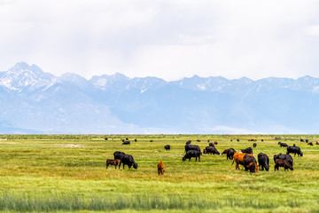 Colorado Highway 285 with rural farm pasture and cows near Center and Monte Vista and view of Rocky Mountains - obrazy, fototapety, plakaty