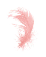 Beautiful soft pink feather flamingo isolated on white background