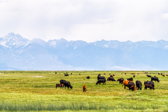 Colorado Highway 285 with rural farm pasture and cows near Center and Monte Vista and view of Rocky Mountains