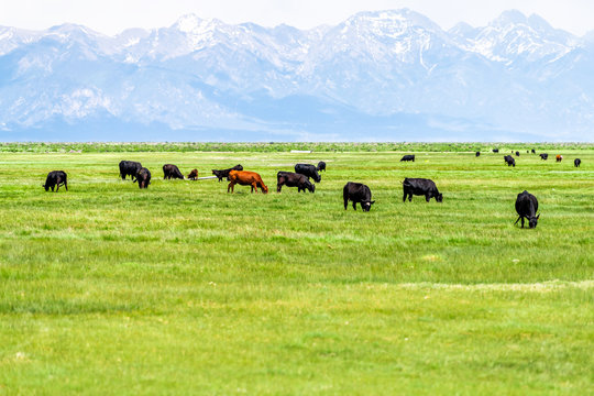 Southwest Colorado Highway 285 with rural countryside farm pasture and cows near Center and Monte Vista and view of Rocky Mountains