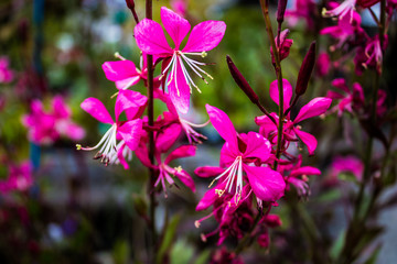 Fototapeta premium pink flowers in the garden