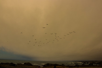 birds over the coast