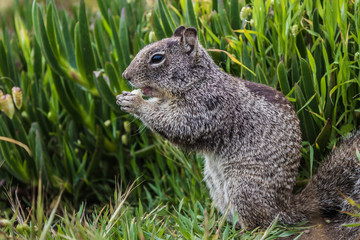 squirrel eating food